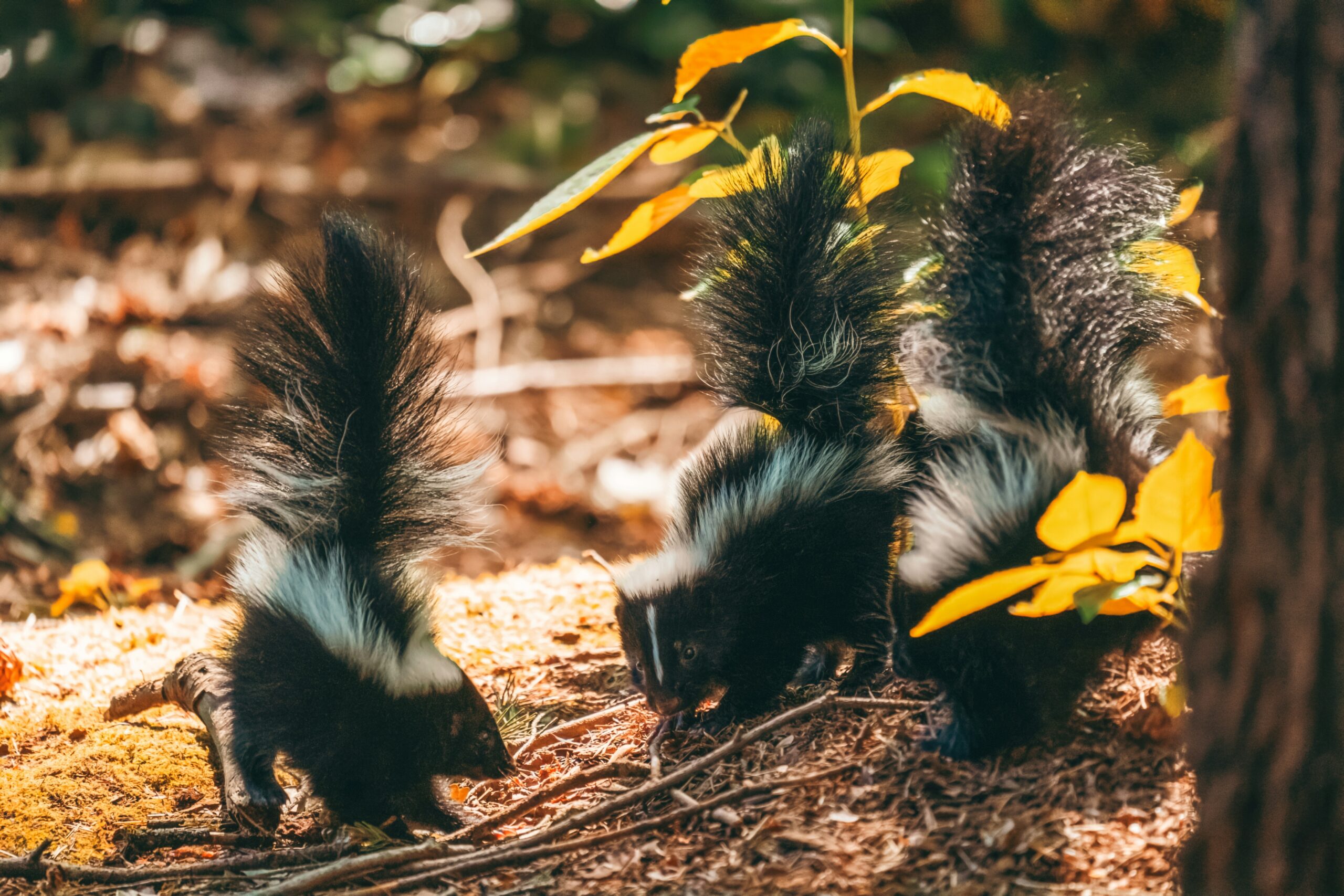 Dan Meyers C22fvvbccby Unsplash